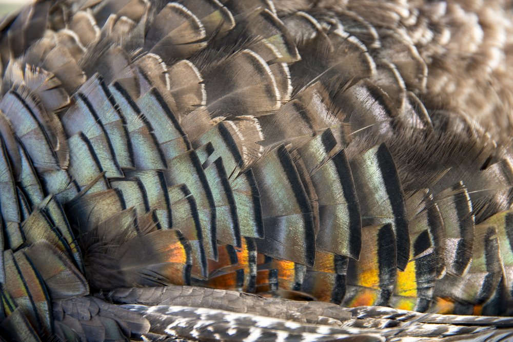 Close up of the feathers on a turkey.