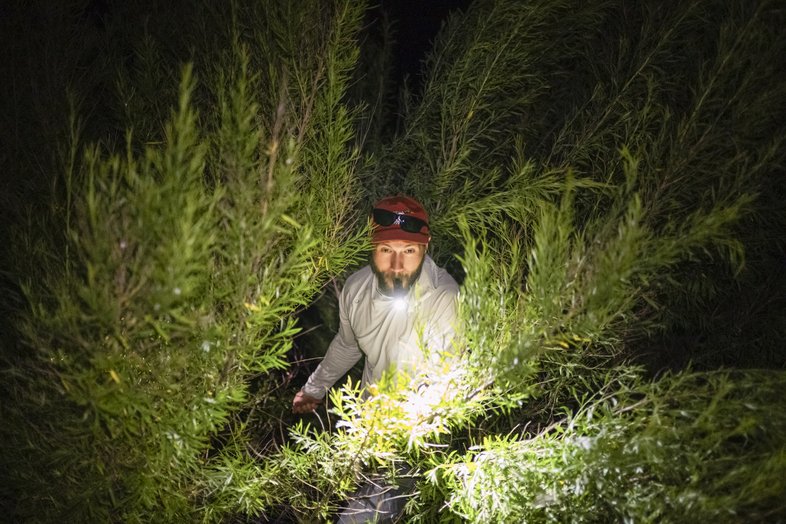 Man walking through the brush while hunting nutria.