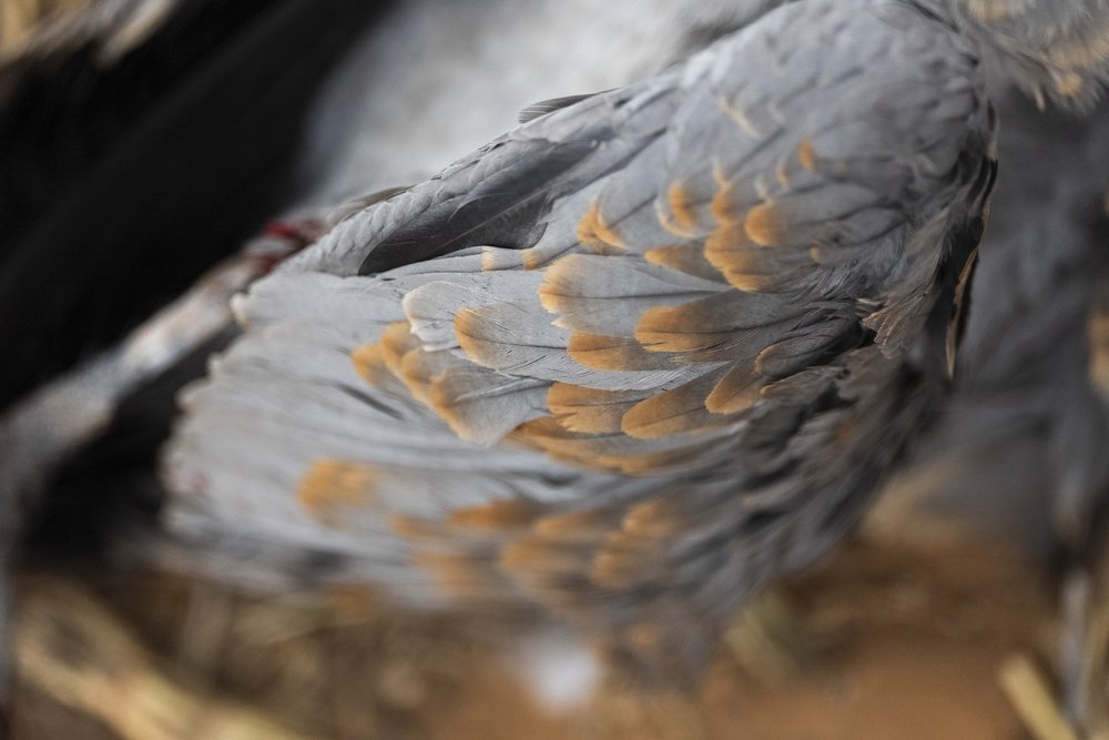 Wing of a sandhill crane.