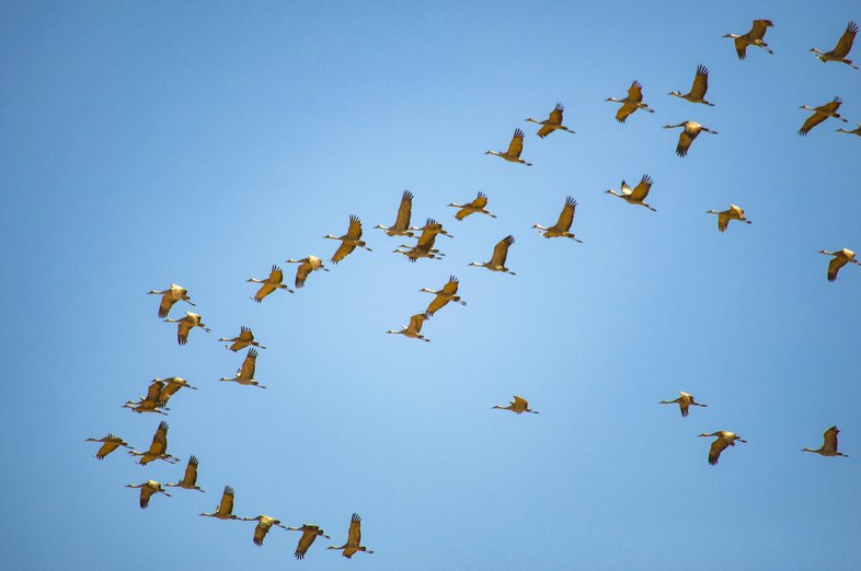 A group of Sandhill cranes flying through a blue sky.