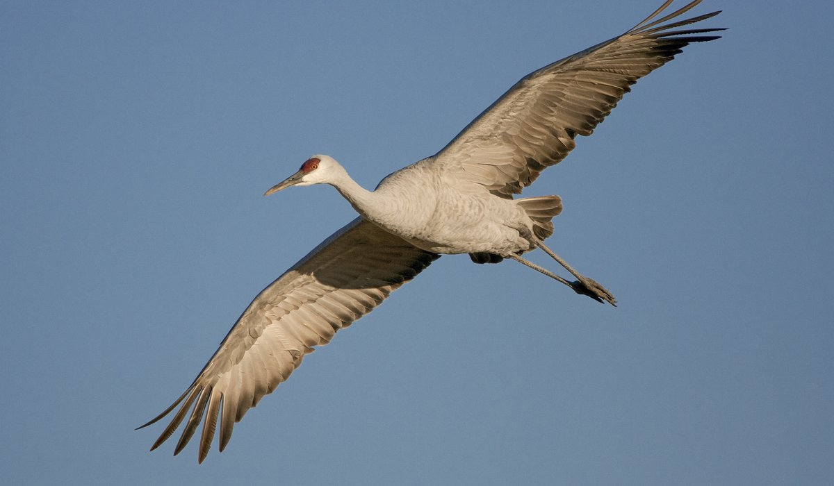 A Sandhill crane soaring through a blue sky.