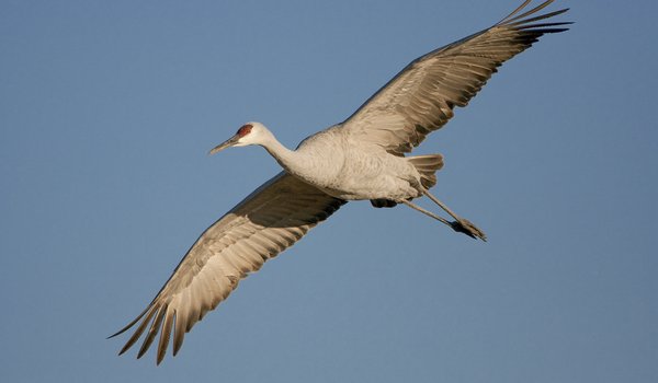 A Sandhill crane soaring through a blue sky.
