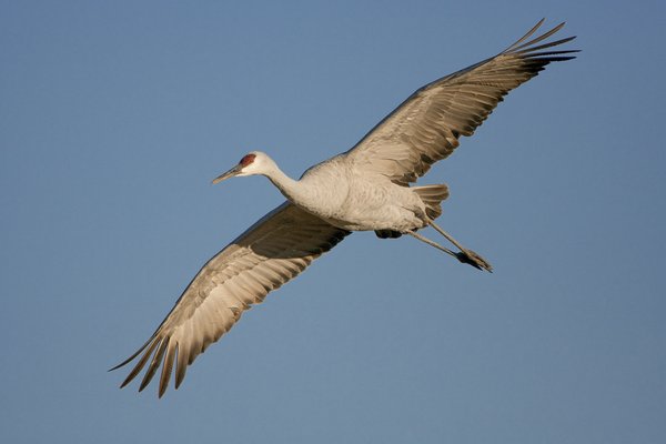 A Sandhill crane soaring through a blue sky.