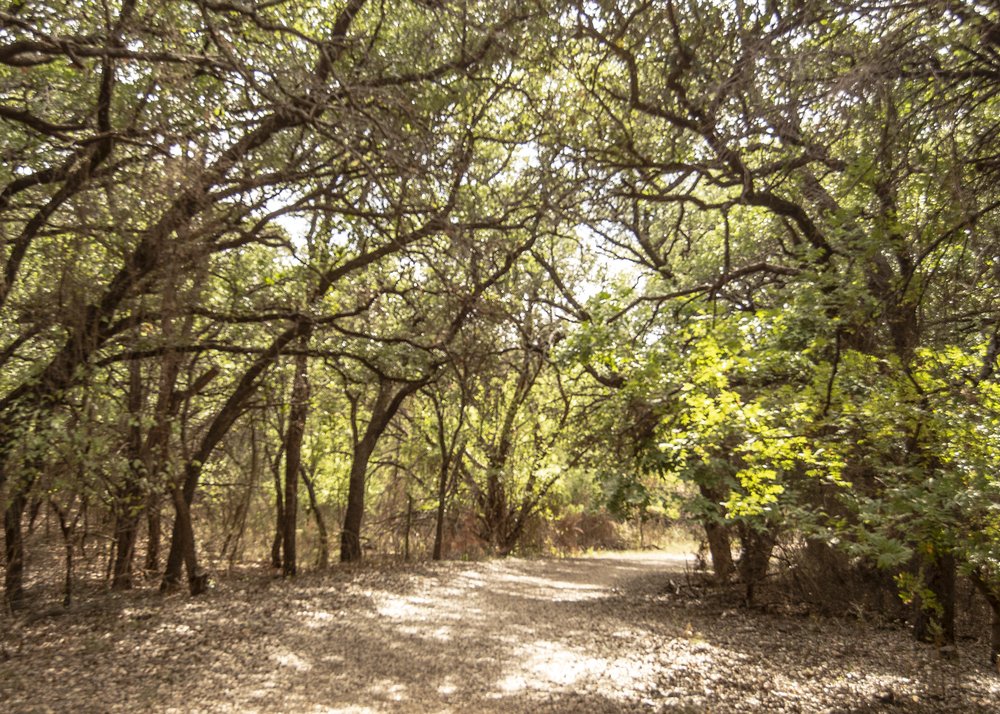 The tree lined Legacy Trail at Abilene State Park.