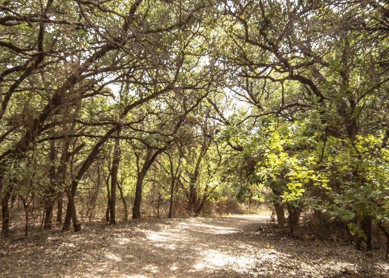 The tree lined Legacy Trail at Abilene State Park.