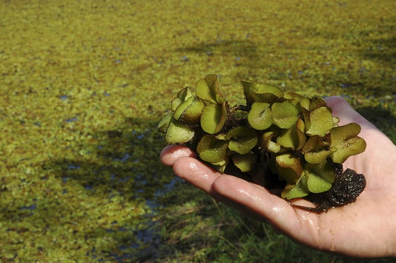 A hand holding giant salvinia at Caddo Lake.