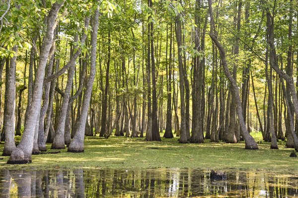 Trees in Caddo Lake with Giant Salvinia in the water.