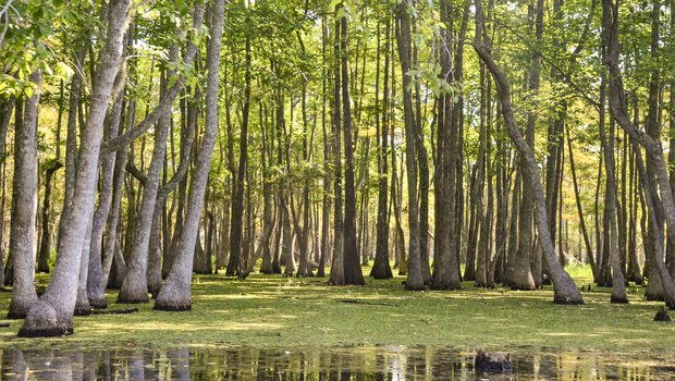 Trees in Caddo Lake with Giant Salvinia in the water.