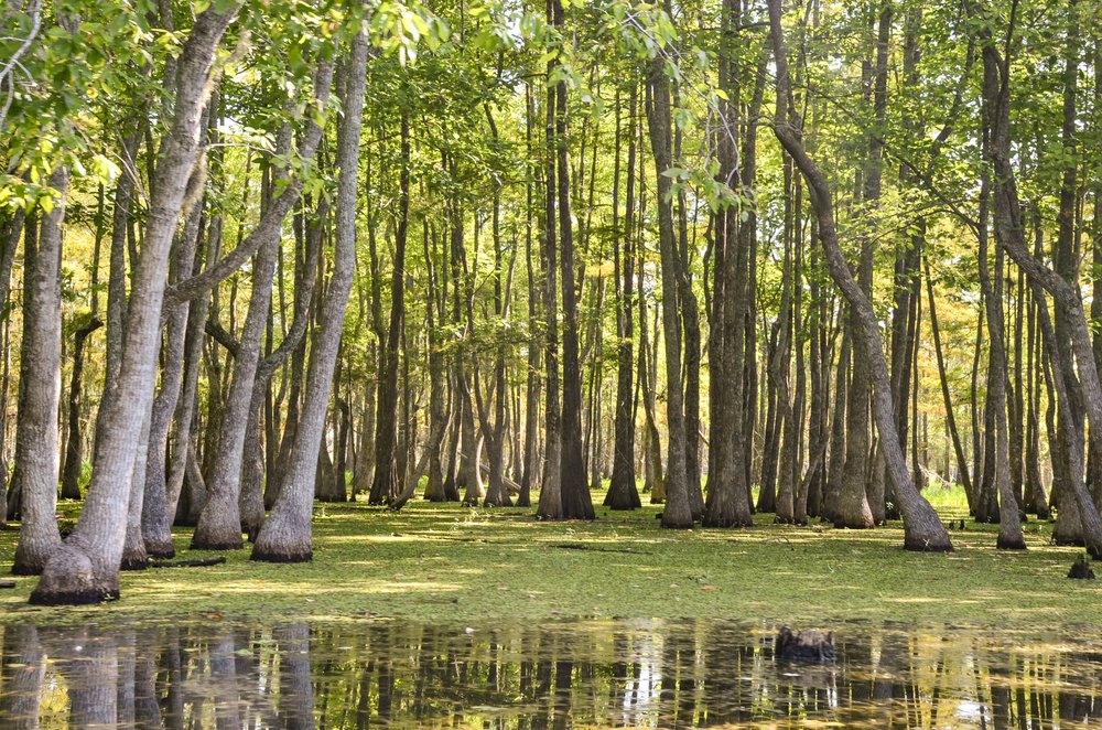 Trees in Caddo Lake with Giant Salvinia in the water.