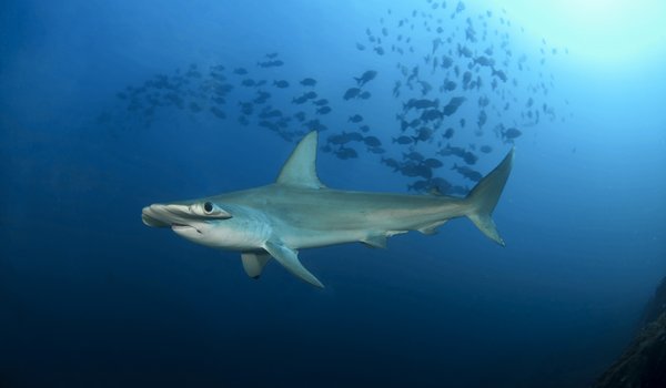 Scalloped hammerhead shark swimming in the gulf with a school of fish above.