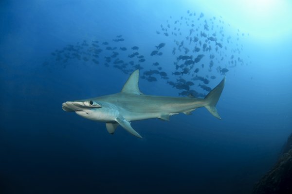 Scalloped hammerhead shark swimming in the gulf with a school of fish above.
