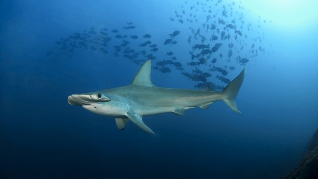 Scalloped hammerhead shark swimming in the gulf with a school of fish above.