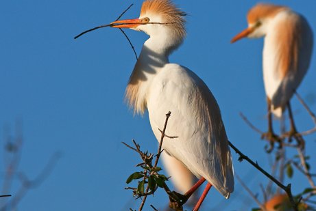Adult and juvenile cattle egrets  with straw-colored patches of feathers on the head, with white breast and back perched on top of a small tree