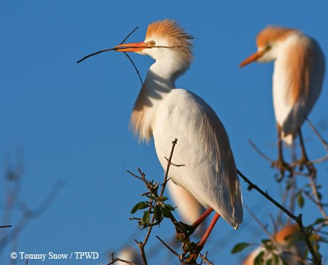 Adult and juvenile cattle egrets  with straw-colored patches of feathers on the head, with white breast and back perched on top of a small tree