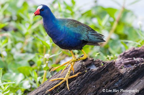 Purple Gallinule a mixture of blue and green with a white face and orange beak Strong, thick feet with long toes walking on a fallen tree by a grassy stream
