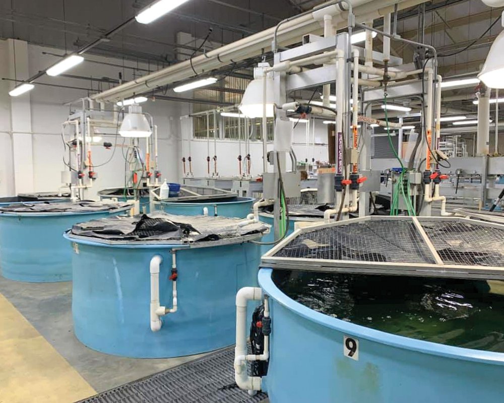 Circular tanks house fish at TFFC's "Lunker Bunker"