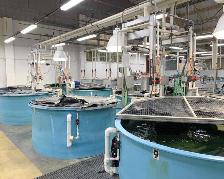 Circular tanks house fish at TFFC's "Lunker Bunker"