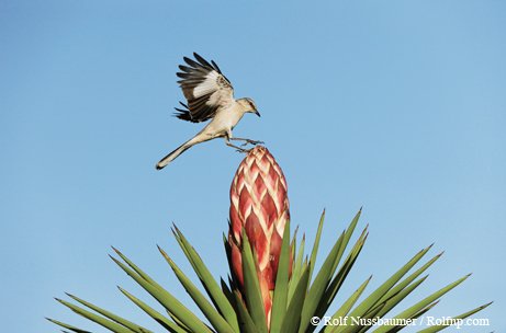 Northern Mockingbird a gray and white bird with wings spread as it lands on a succulent bloom