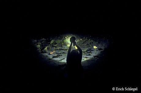 Person shining a light at the lake to see the fish at night at Caddo Lake