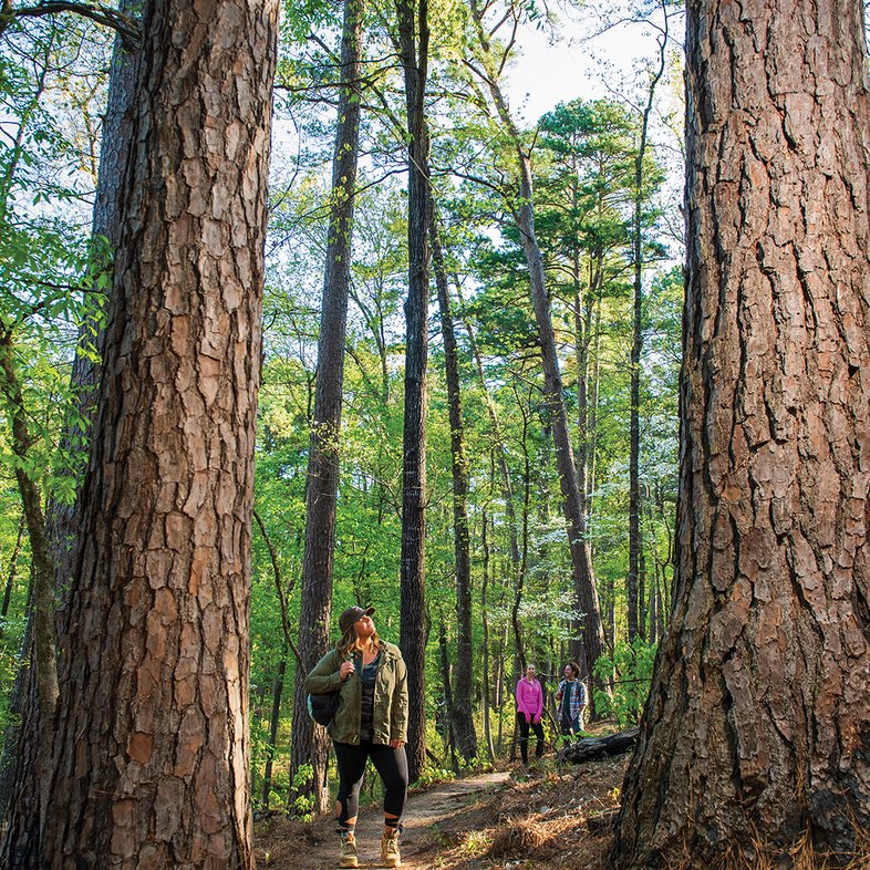 Woman standing between two trees looking up to the canopy