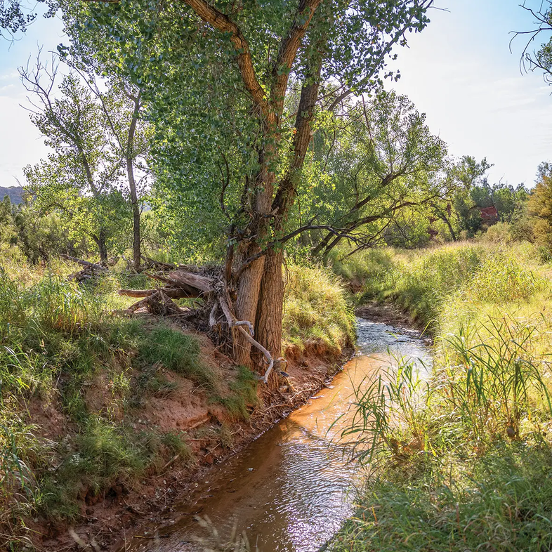 tree on the bank of a stream in Palo Duro Canyon