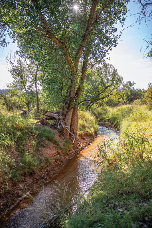 tree on the bank of a stream in Palo Duro Canyon