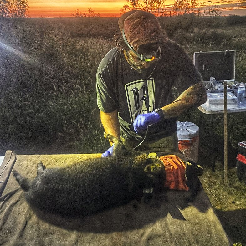 Researcher with a javelina on a table.