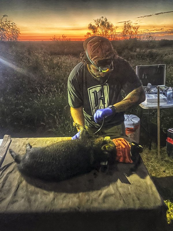 Researcher with a javelina on a table.
