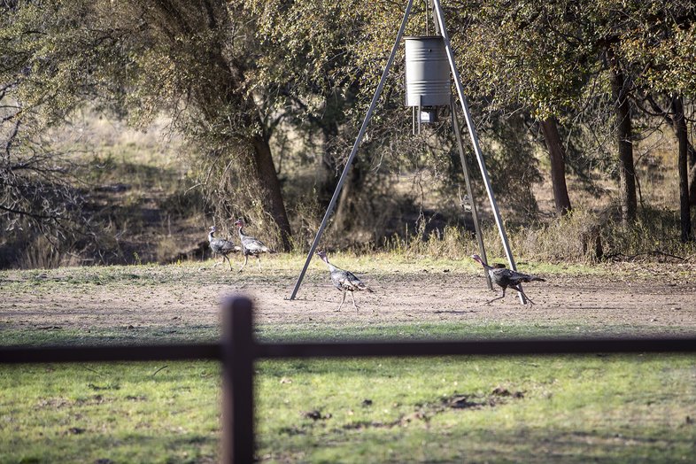 Turkeys in a fenced area