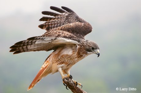 Red-tailed Hawk with tterracotta-orange color at the top of the tail with wings spread while landing on a dead tree branch