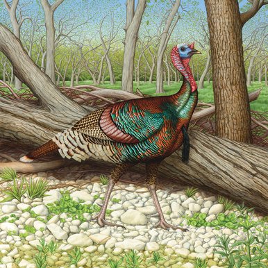 Handsome Tom Painting by Margie Crisp