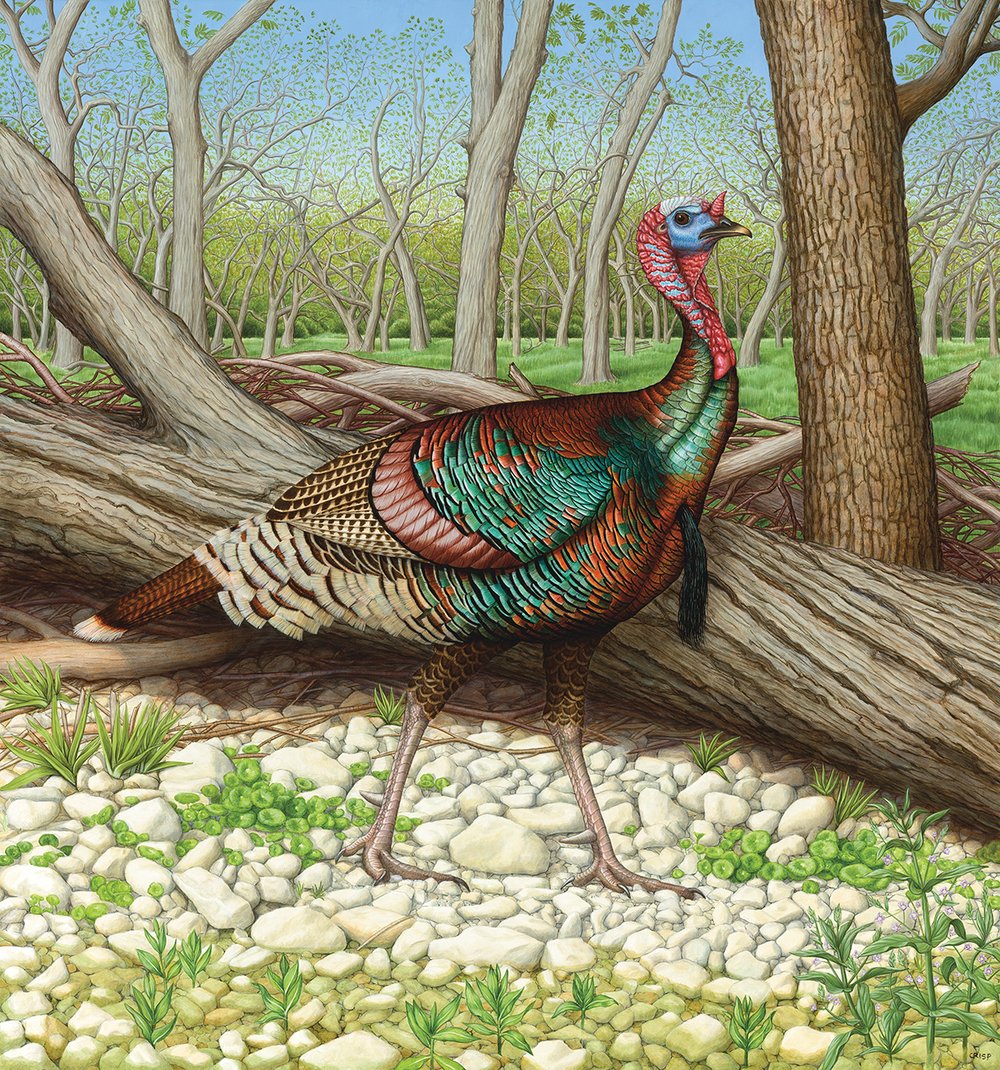 Handsome Tom Painting by Margie Crisp