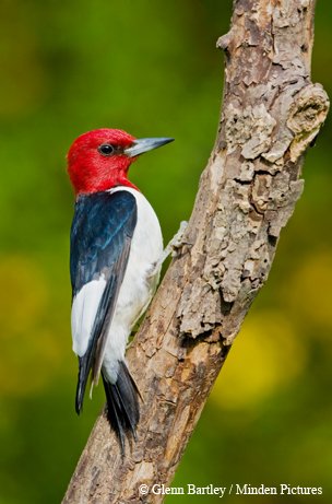 Red headed woodpecker with solid hues of black, white and red