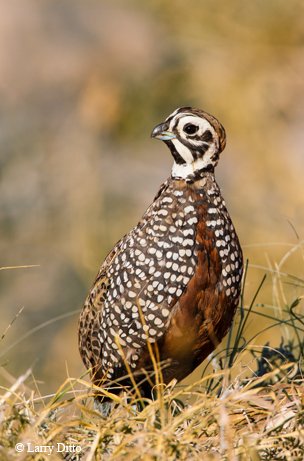 Montezuma Quail brown and white speckled bird in a field