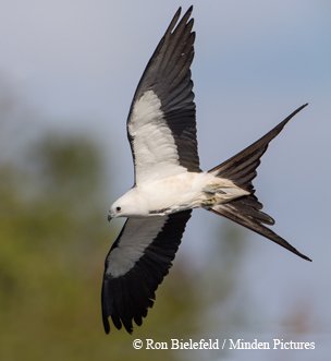 swallow-tailed kite a simple black and white bird soaring gracefully and effortlessly against a bright blue sky