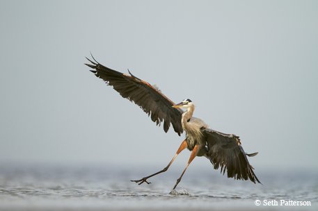 Great-Blue-Heron skimming the water for food with grayish wings spread
