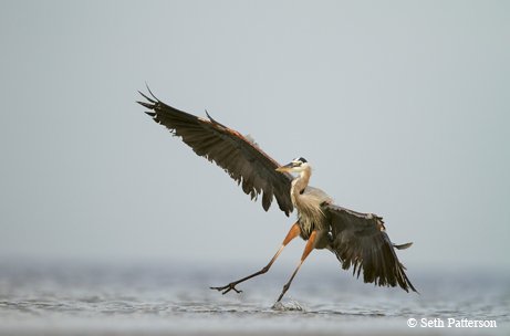 Great-Blue-Heron skimming the water for food with grayish wings spread