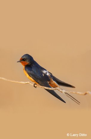 Barn Swallow deeply forked tail black body, orange chest and red face sitting on a twig