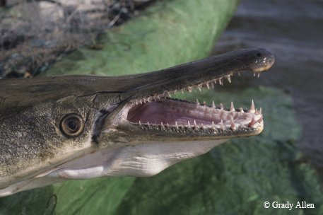 Alligator Gar swimming with mouth open showing its sharp teeth