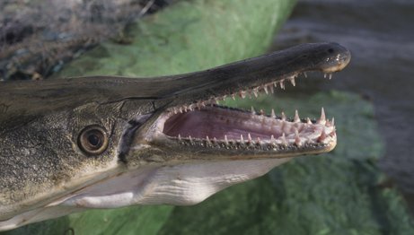 Alligator Gar swimming with mouth open showing its sharp teeth