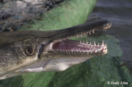 Alligator Gar swimming with mouth open showing its sharp teeth