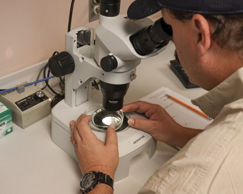 Analyzing bass embryos