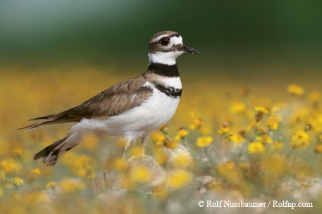 Killdeer brown and white with two distinctive black bands across the breast resembling wide necklaces standing in a field of small yellow flowers