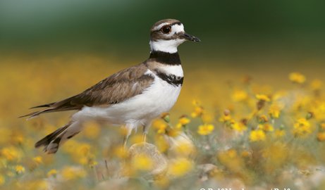 Killdeer brown and white with two distinctive black bands across the breast resembling wide necklaces standing in a field of small yellow flowers