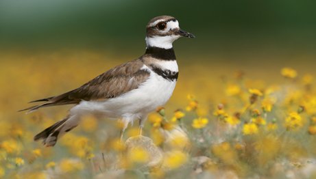 Killdeer brown and white with two distinctive black bands across the breast resembling wide necklaces standing in a field of small yellow flowers