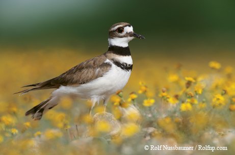 Killdeer brown and white with two distinctive black bands across the breast resembling wide necklaces standing in a field of small yellow flowers