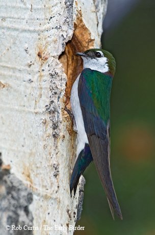 Violet Green Swallow with green-purple topside feathers contrast with a snow-white underbelly pecking at a tree trunk