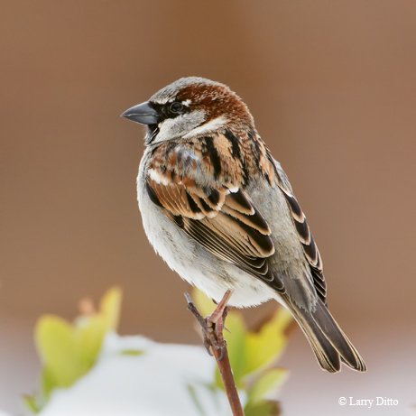 House Sparrow brown and black sitting on a branch