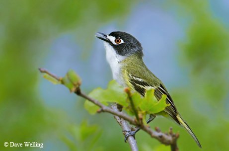 black-capped vireo with a white chest, black head with white ringed eyes and greenish feather down the back fading into brown and white stripes towards the tail