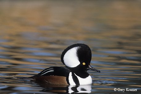 hooded merganser simple black and white bird with cinnamon sides, and all-white rounded crest top